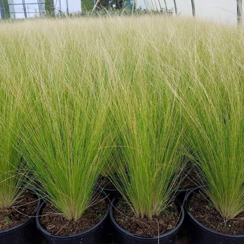 Stipa tenuissima ---